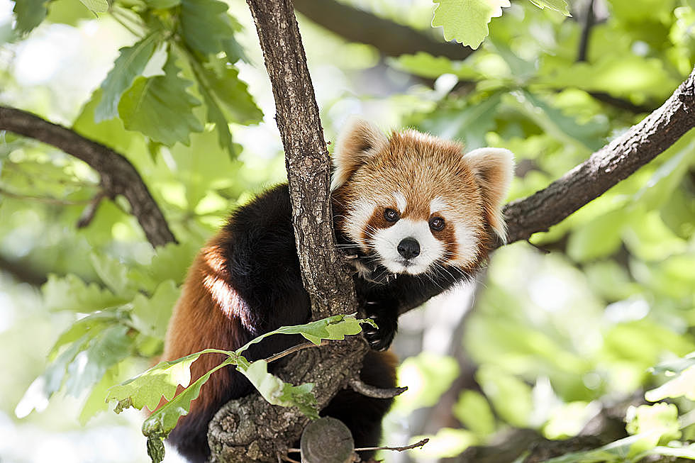 John Ball Zoo Shares Funny Tinder Profiles For Their Red Pandas