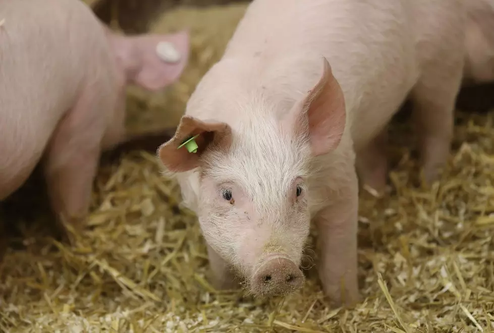 Michigan Health Department: Pigs at Fairs Can Make You Sick