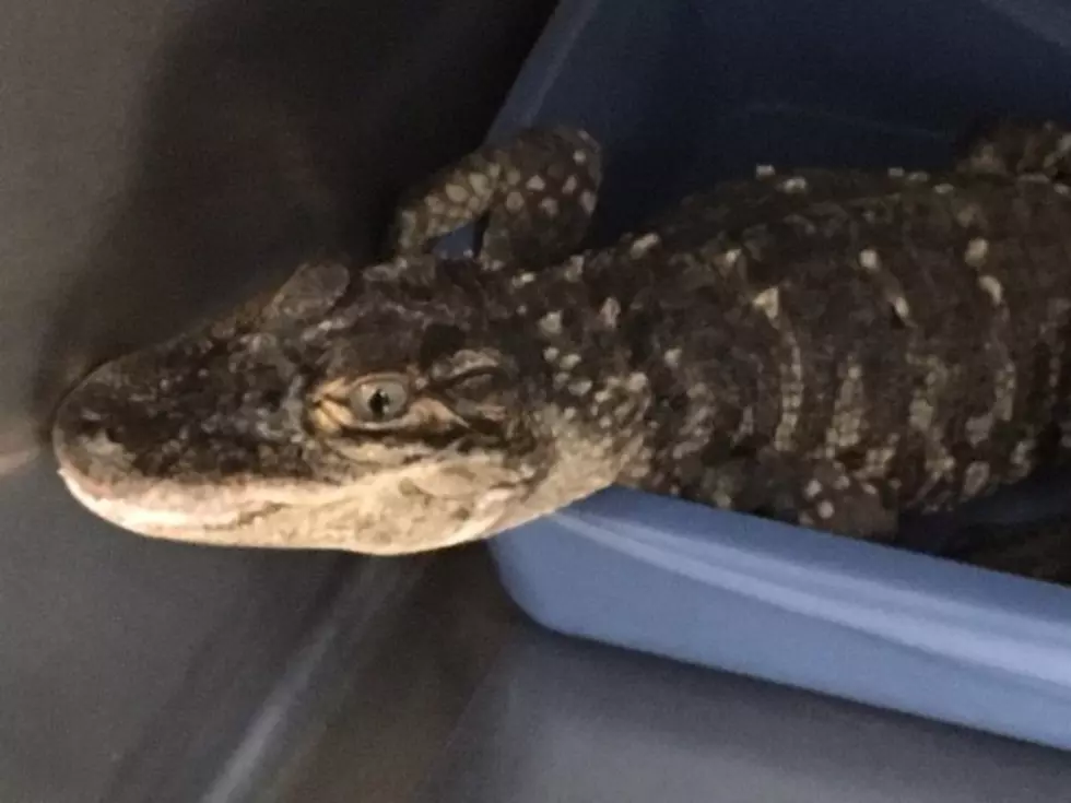 What is it with Gators in Michigan?! Another One Was on the Loose