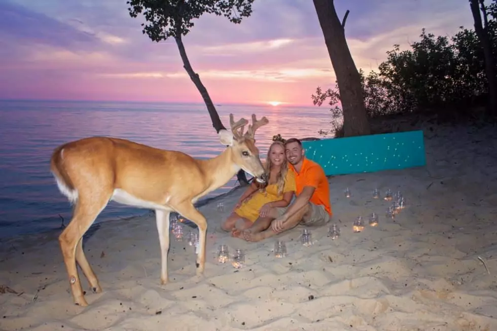 He’s Back! The Saugatuck Deer Photobombed a Couple’s Engagement Photos