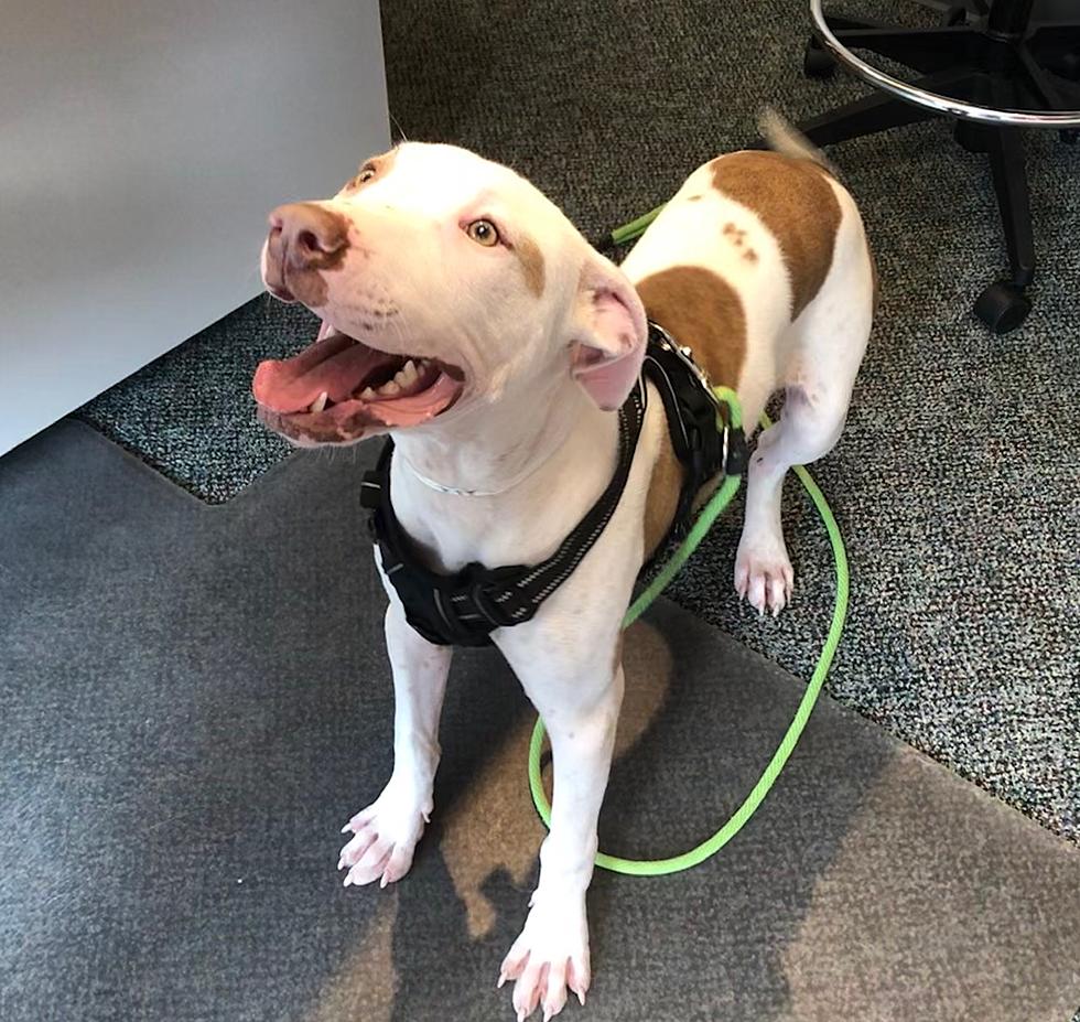 Meet Kip, a Pitbull Puppy with a Wiggle Butt!