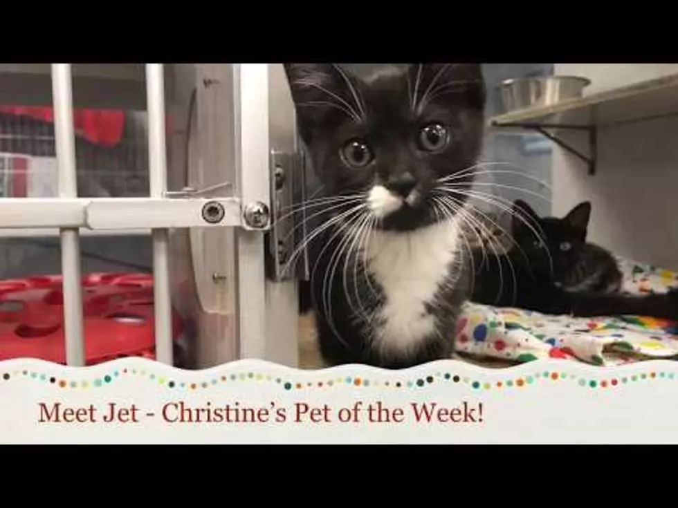 Humane Society of West MI is Having TWO Adoption Specials!