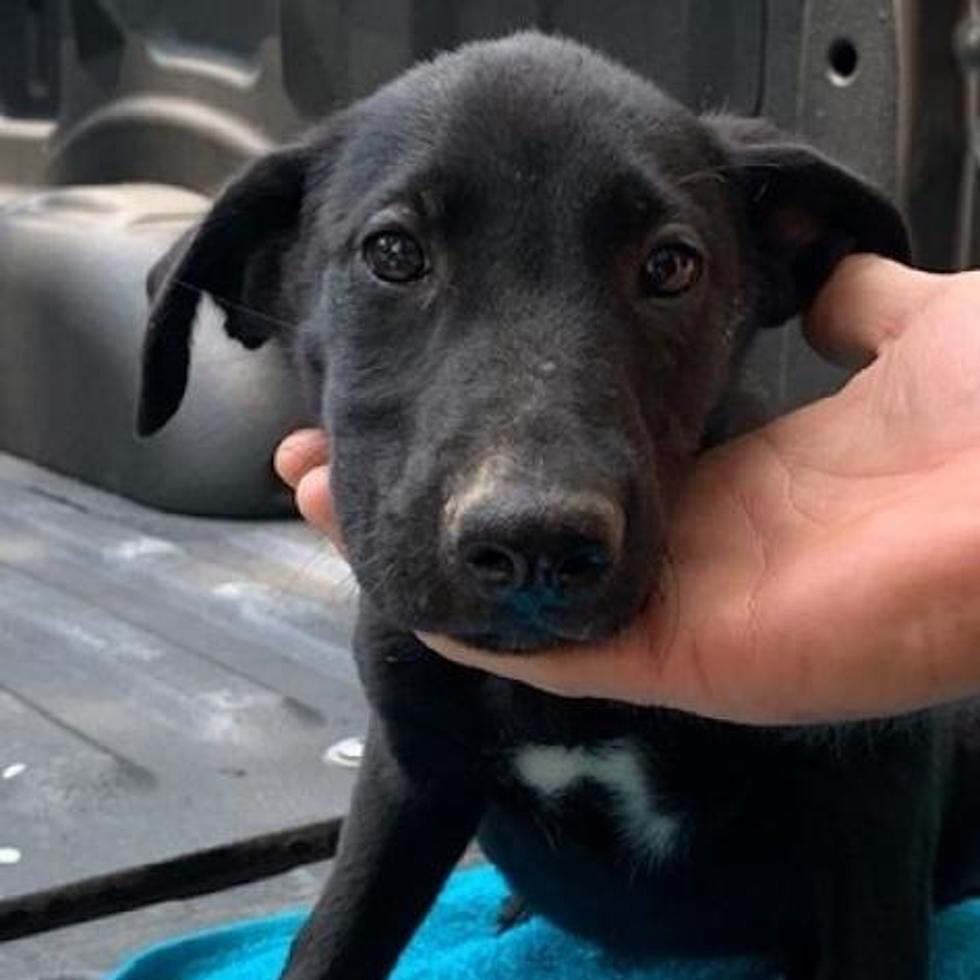 Fall in Puppy Love this Weekend at the Humane Society of West MI 