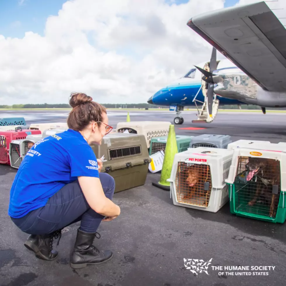 Animals From FL Flown To MI Ahead Of Hurricane Dorian