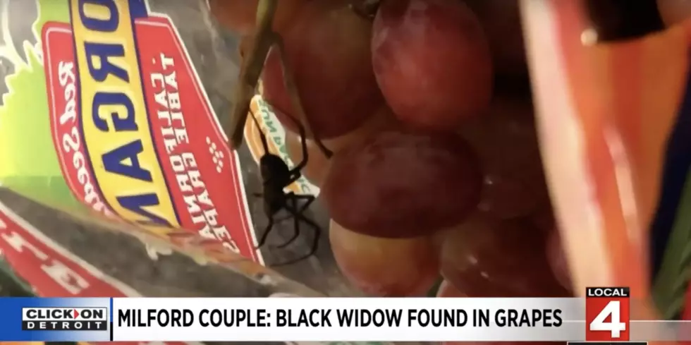 MI Couple Finds a Black Widow in their Bag of Grapes [Video]
