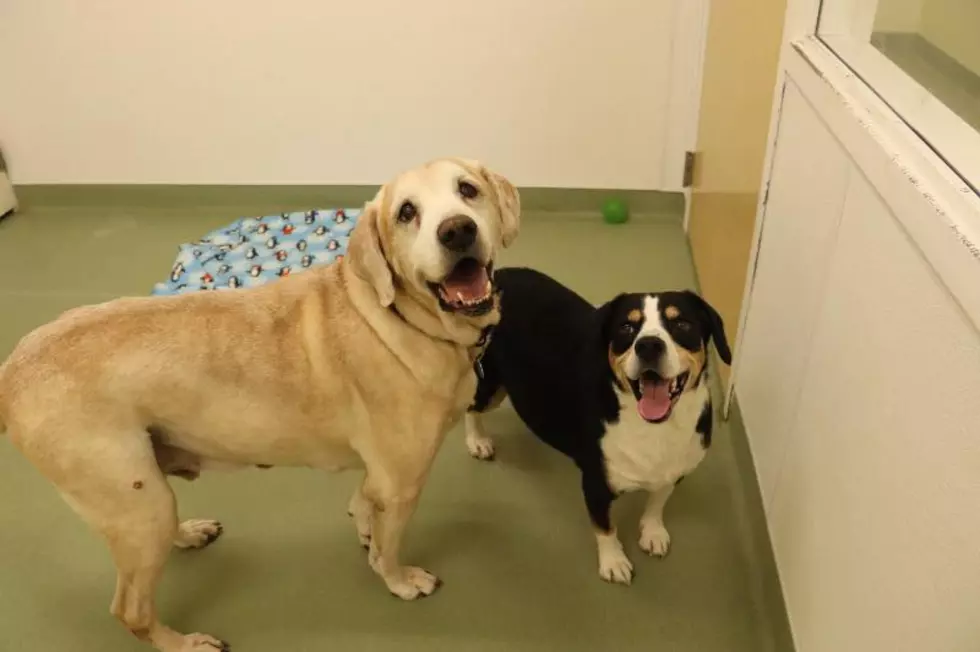 Buddy And Prince Are BFFs And Need A Forever Home