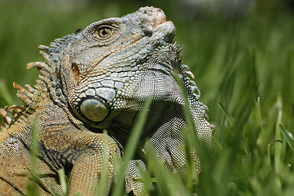 It’s So Cold in Florida, Iguanas are Falling from Trees