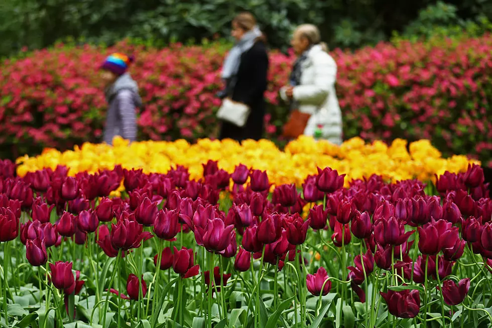 Win Tulip Time Immersion Garden Passes