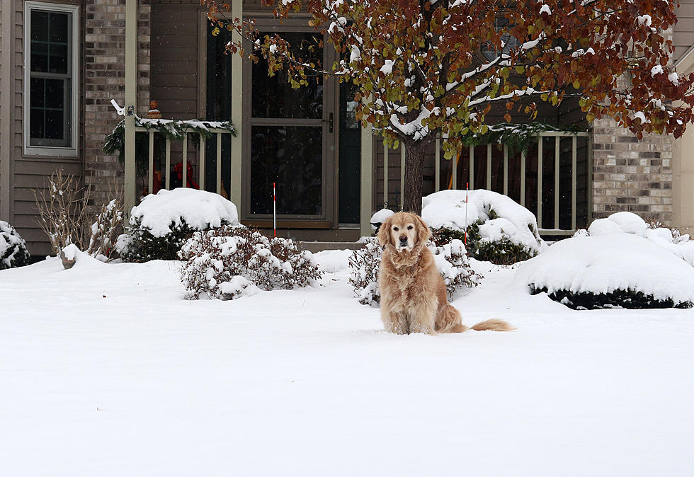 Soon You could Be Punished For Leaving Dogs In Extreme Weather