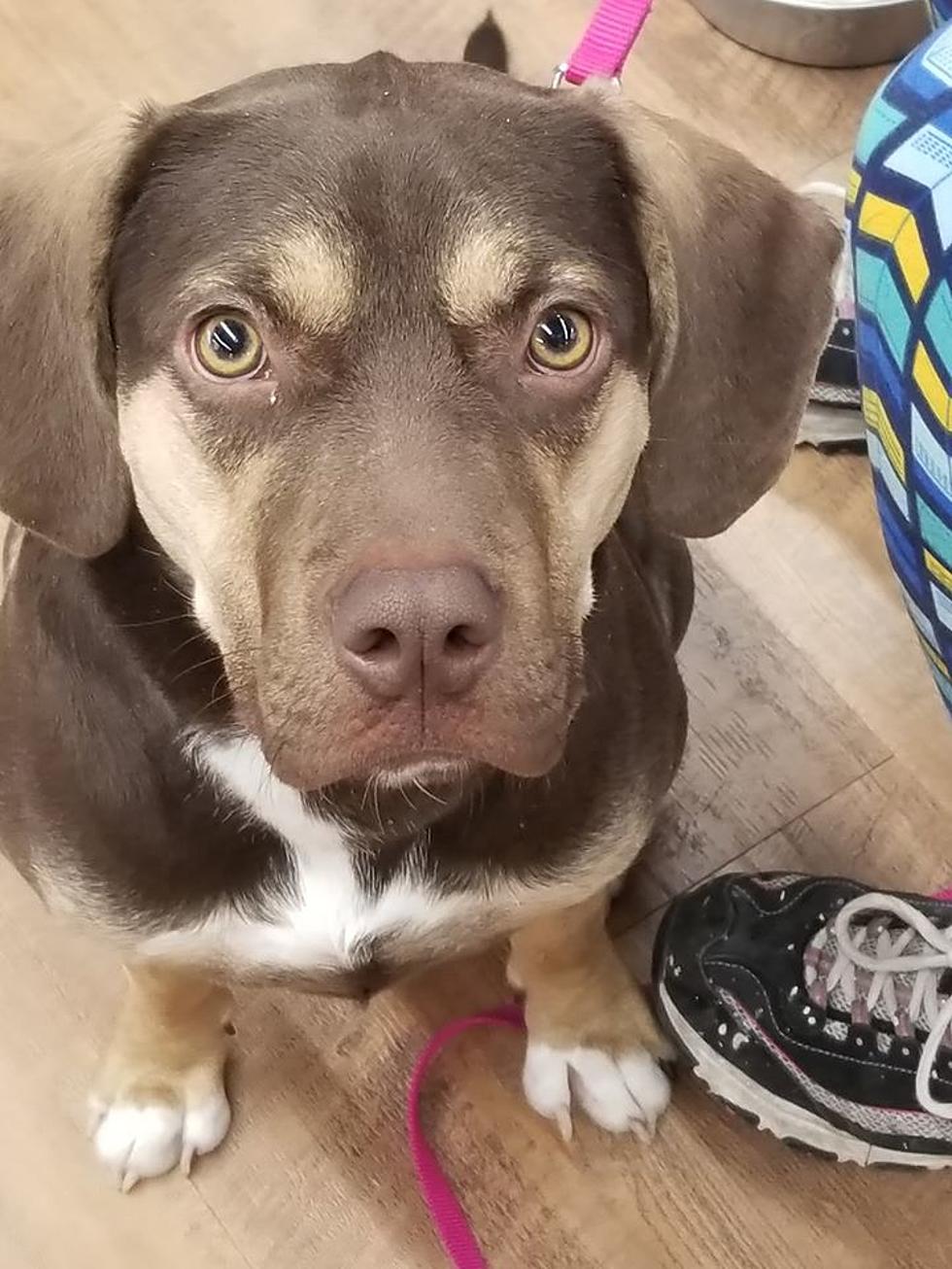 This Poor West MI Pup Needs A Home After Being In 5 Different Homes