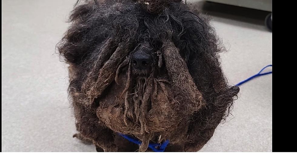 Kent County Stray Dog Makes Incredible Transformation