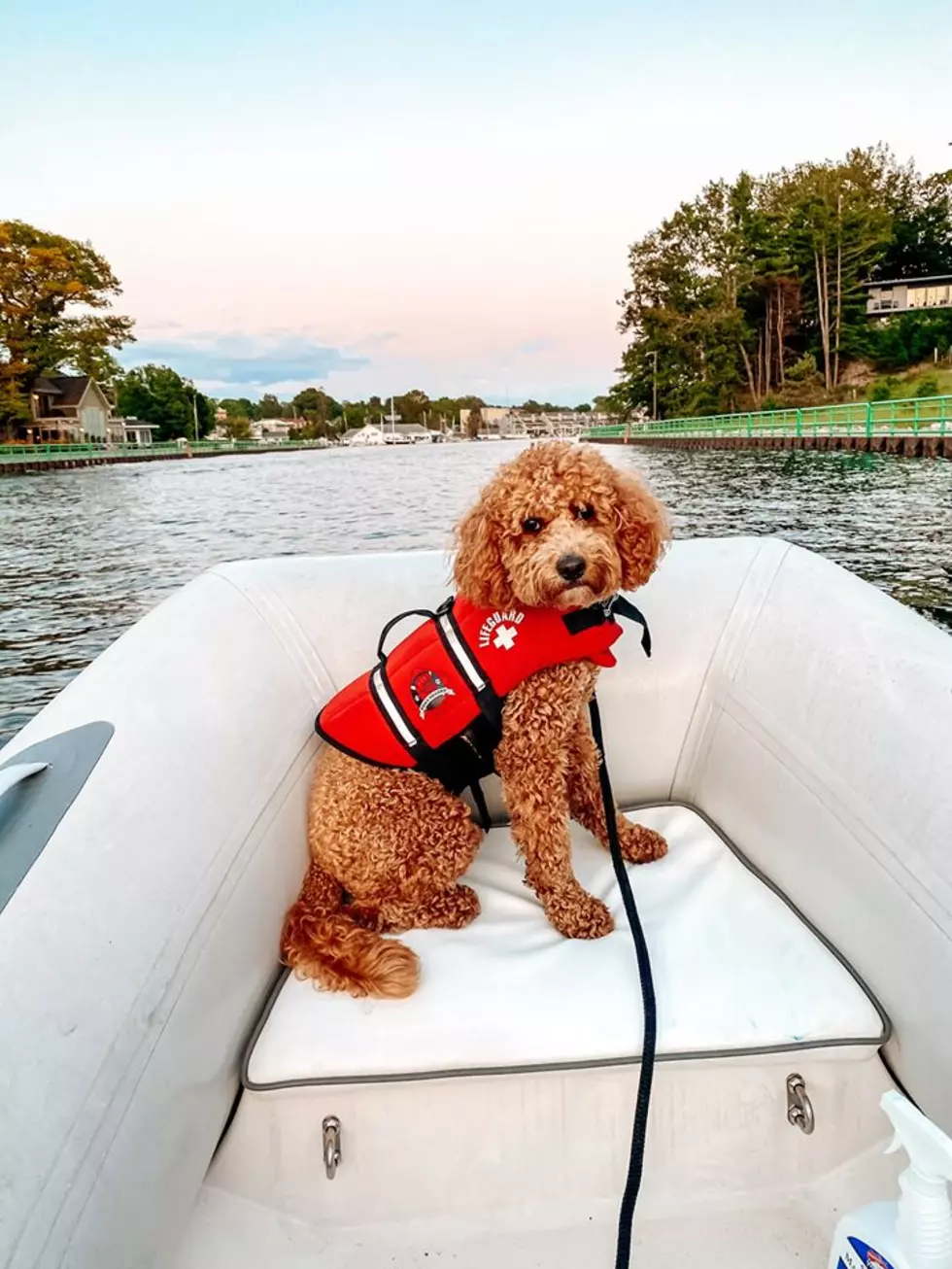 MI Community Helps Family Find Dog Lost In Lake Michigan