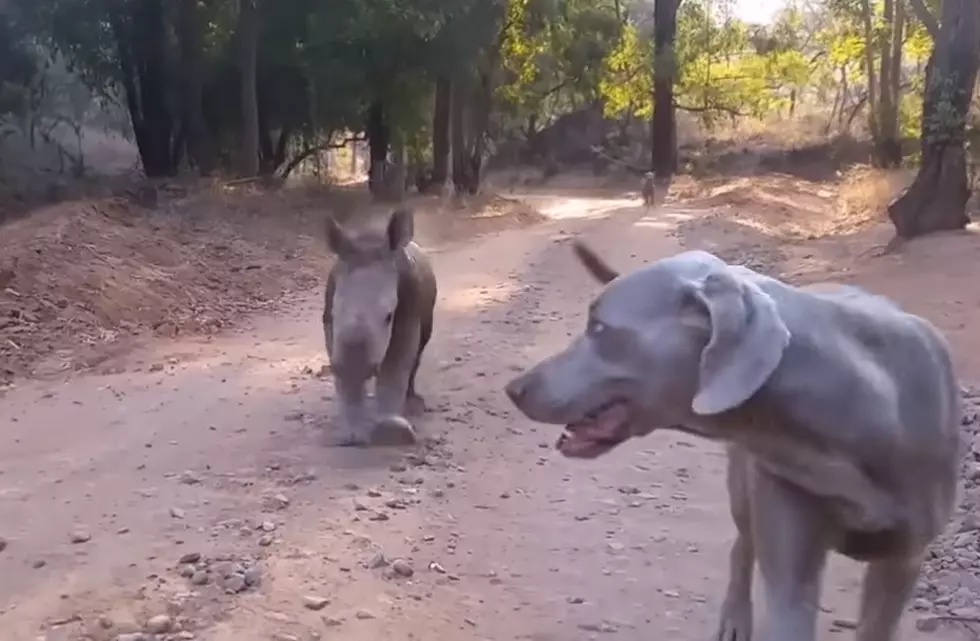 This Baby Rhino Video Will Brighten Your Day No Matter What