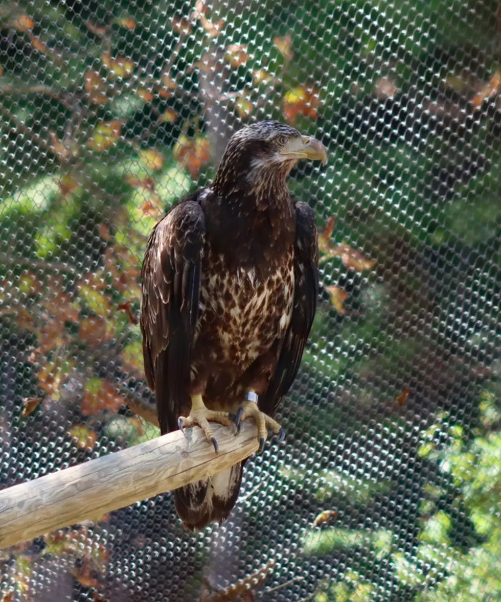 John Ball Zoo’s New Eagle Named After Beloved Educator & Zoo Member
