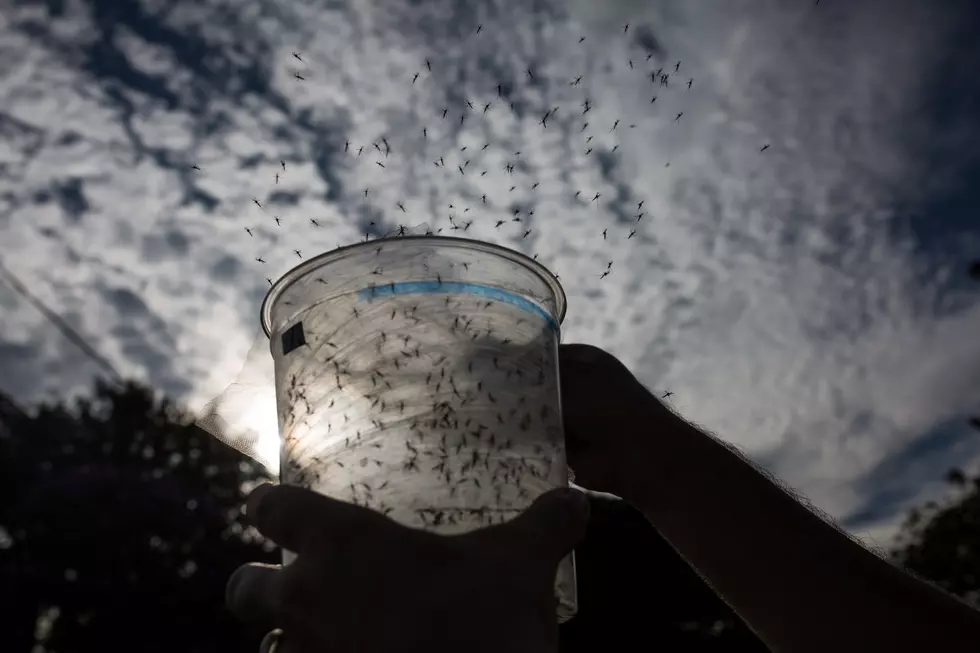 Florida is Going to Release 750M Genetically Modified Mosquitoes