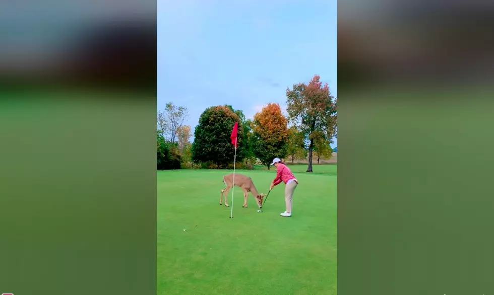 Deer Helps Michigan Pro Golfer’s Fiance Make The Putt