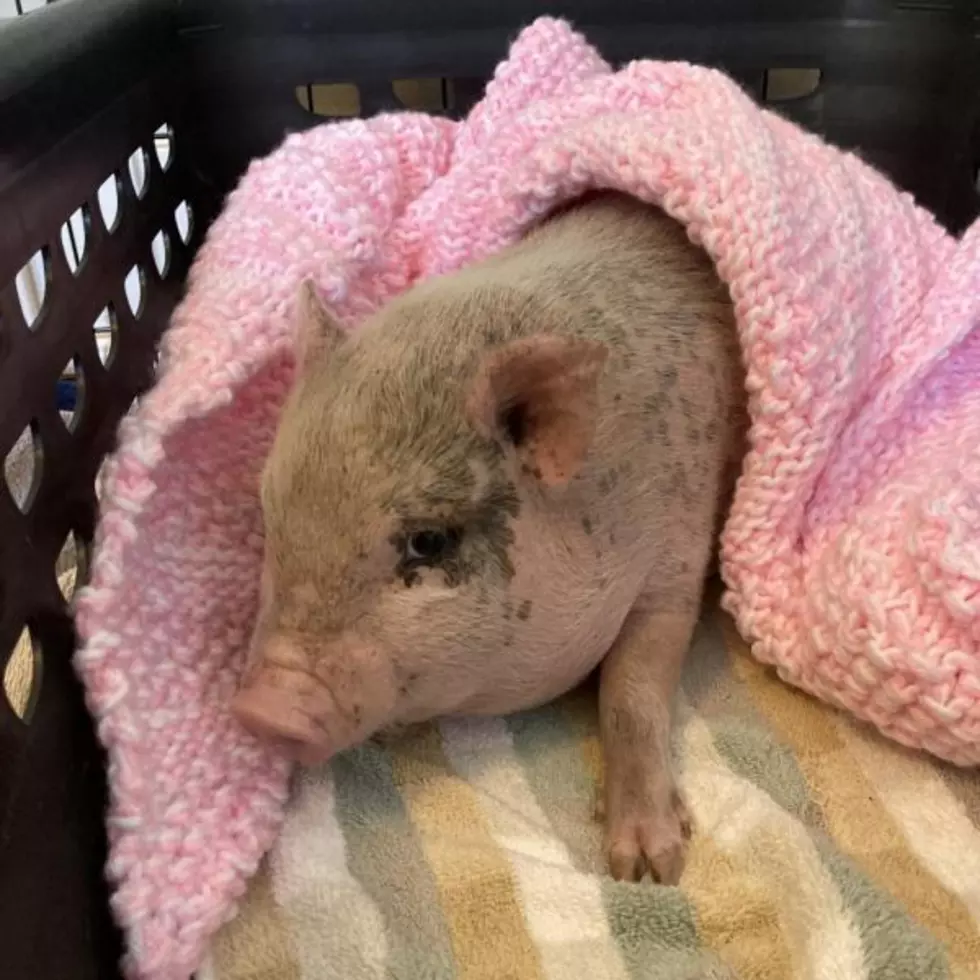 Meet Joan the Baby Pig! She’s Up for Adoption at the Humane Society of West Michigan