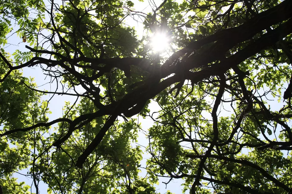 WATCH: Massive Tree Branch Falls On Top Of Band 