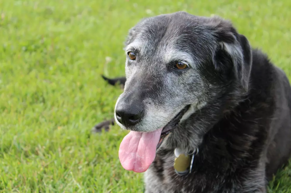 November is Adopt a Senior Pet Month & They’re FREE to Adopt at Humane Society of West MI
