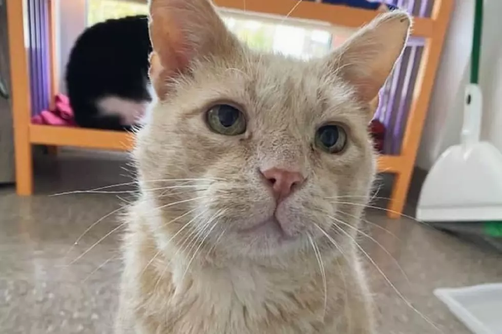 This Cat Has Been at a West MI Shelter for Two Years