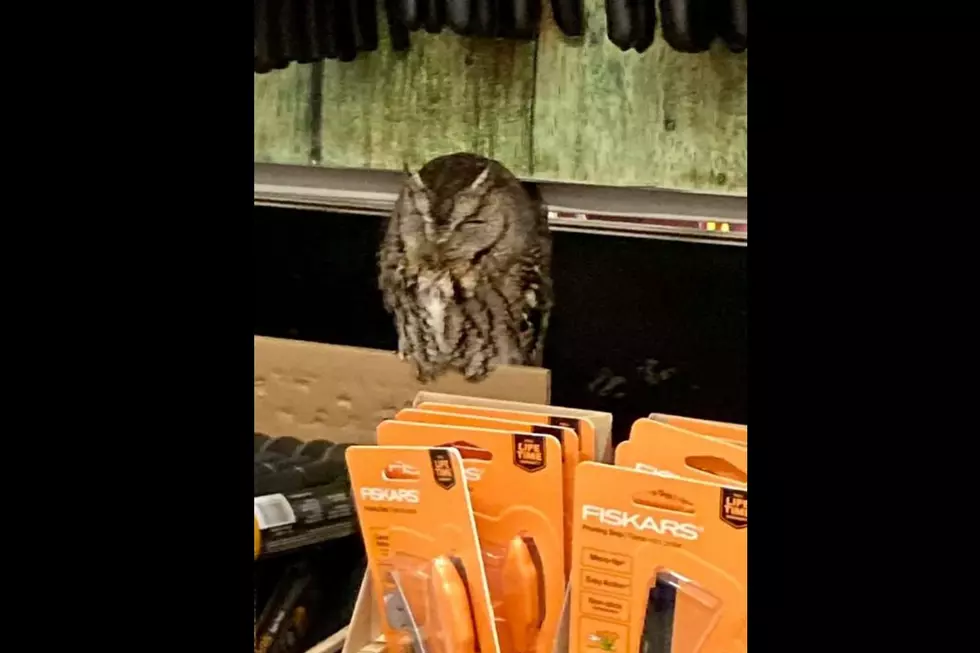 Now An Owl is Spotted Sleeping in A Michigan Lowe&#8217;s Store