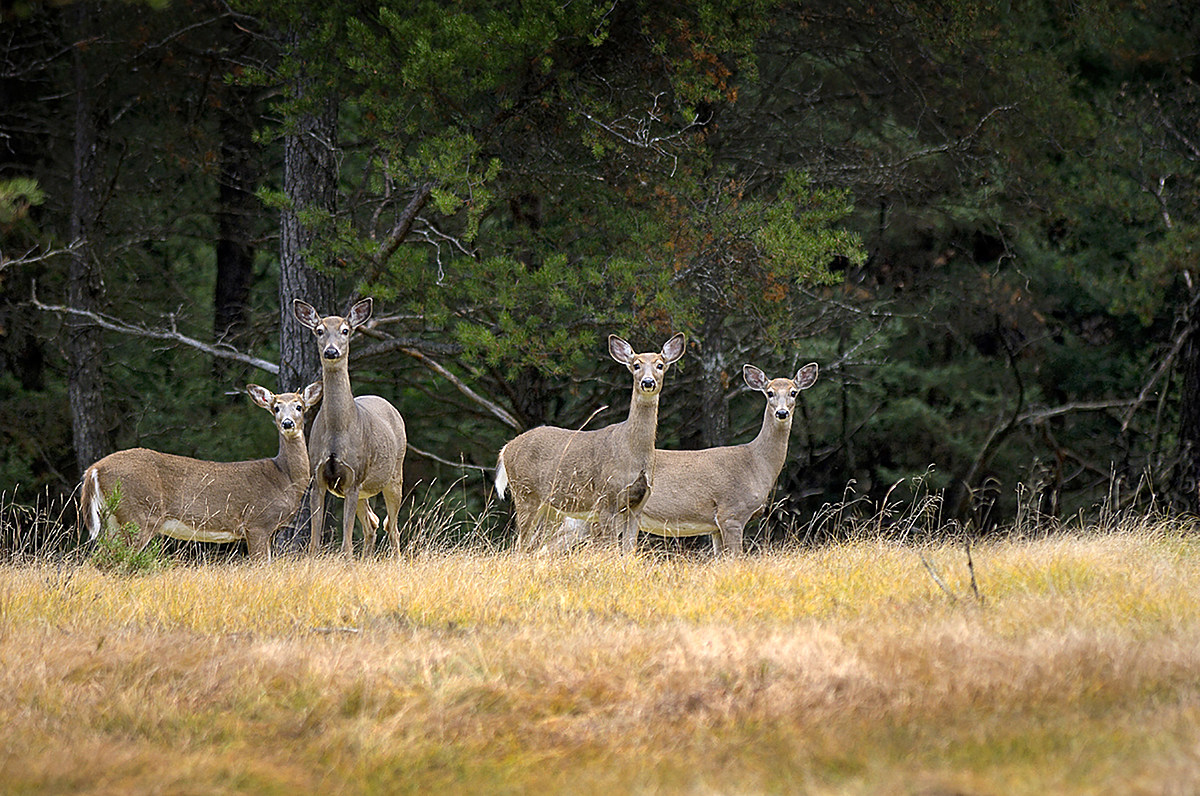 DNR Michigan Abolishing Antlerless Deer License Lottery In Favor Of