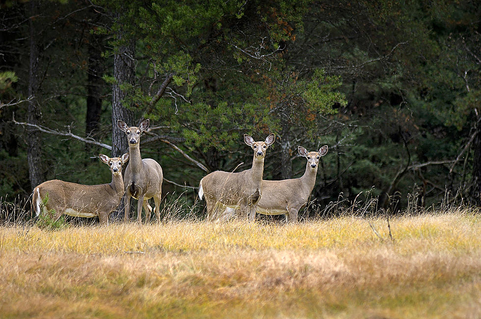 DNR: Michigan Abolishing Antlerless Deer License Lottery In Favor Of ‘Universal’ Tag