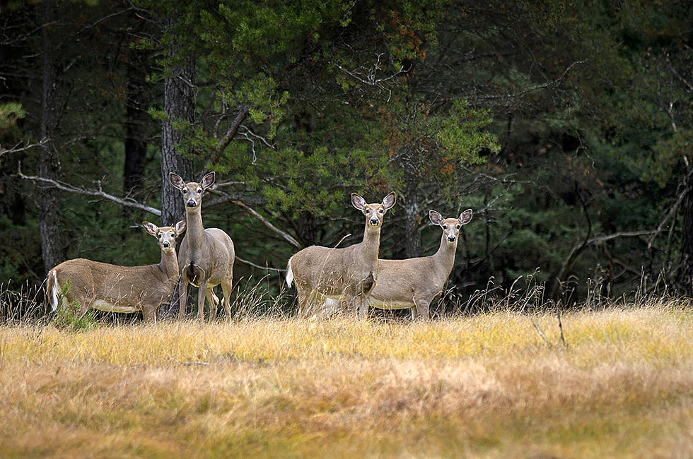 DNR: Michigan Abolishing Antlerless Deer License Lottery In Favor Of &#8216;Universal&#8217; Tag