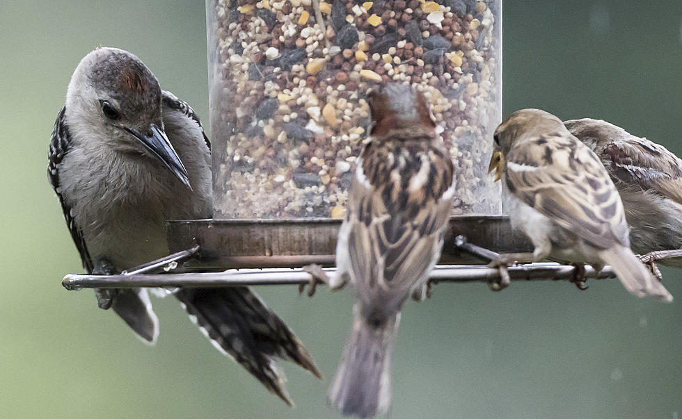 You Might Want To Take Down Your Bird Feeders And Empty Your Bird Baths