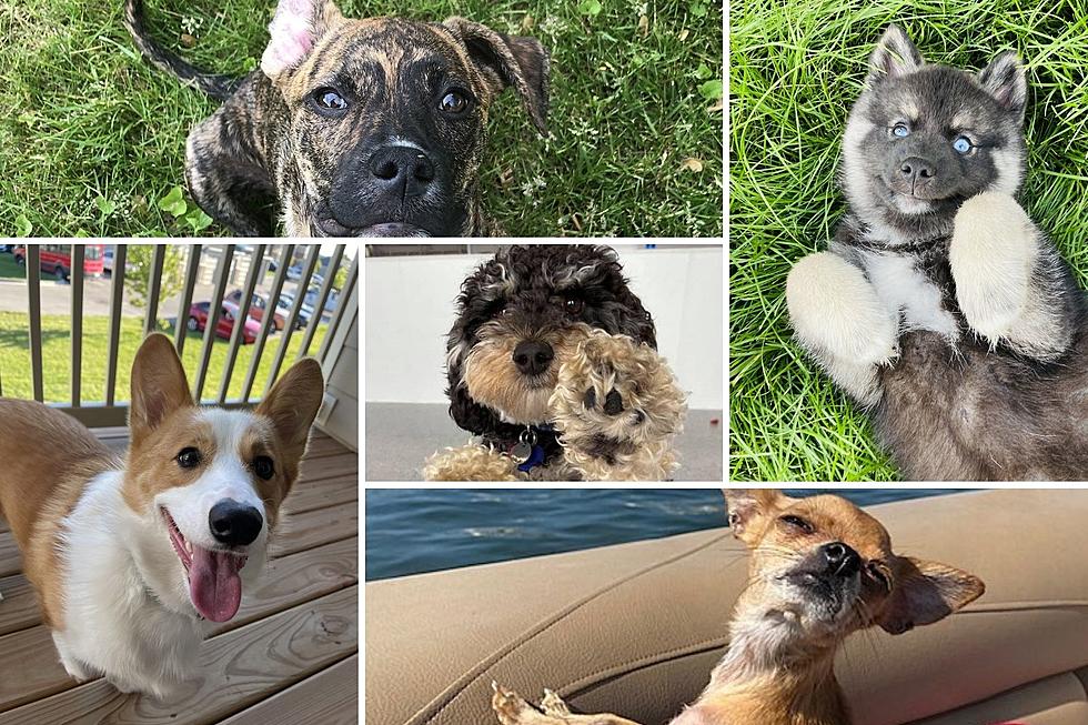 Vote Now For West Michigan’s Cutest Dog