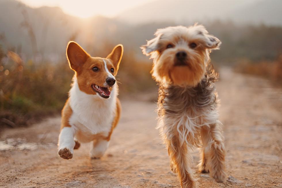 Emergency Adopters Needed Today at Humane Society of West Michigan!