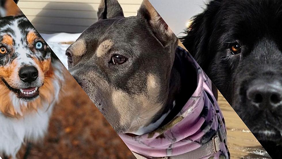 10 Adorable West Michigan Dogs You Should Be Following On Instagram