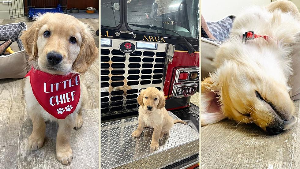Lowell Fire Department Welcomes a PAWSitive New Chief