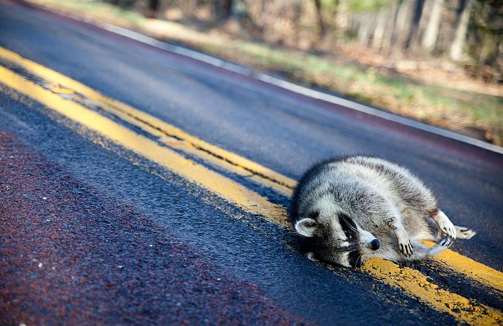 Is It Illegal To Keep Roadkill In Michigan?