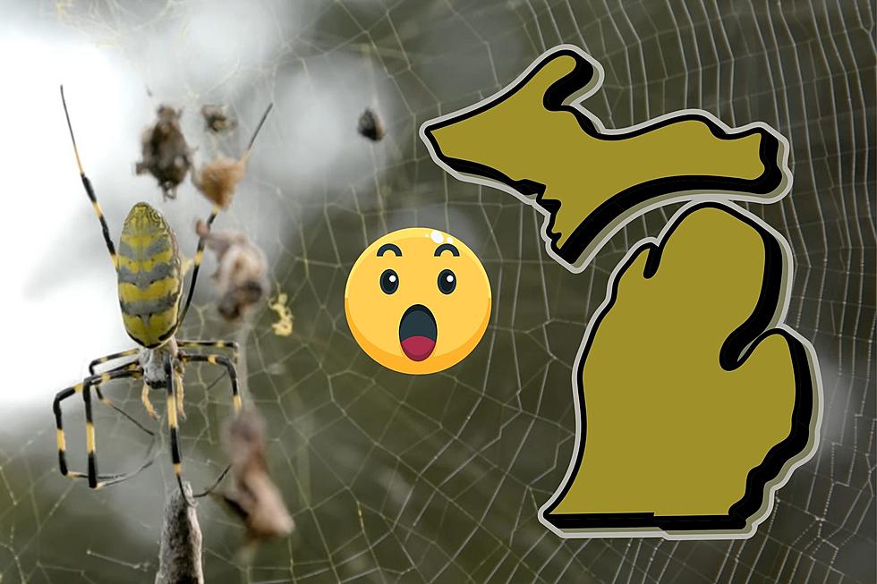 When Are The Joro Spiders Coming To Michigan?