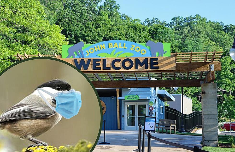 Do Birds Wear Face Masks?: The Birds at the John Ball Zoo Are In Quarantine