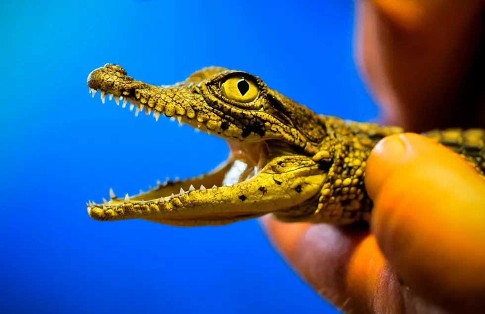 Is It Legal To Own A Pet Alligator in Michigan?