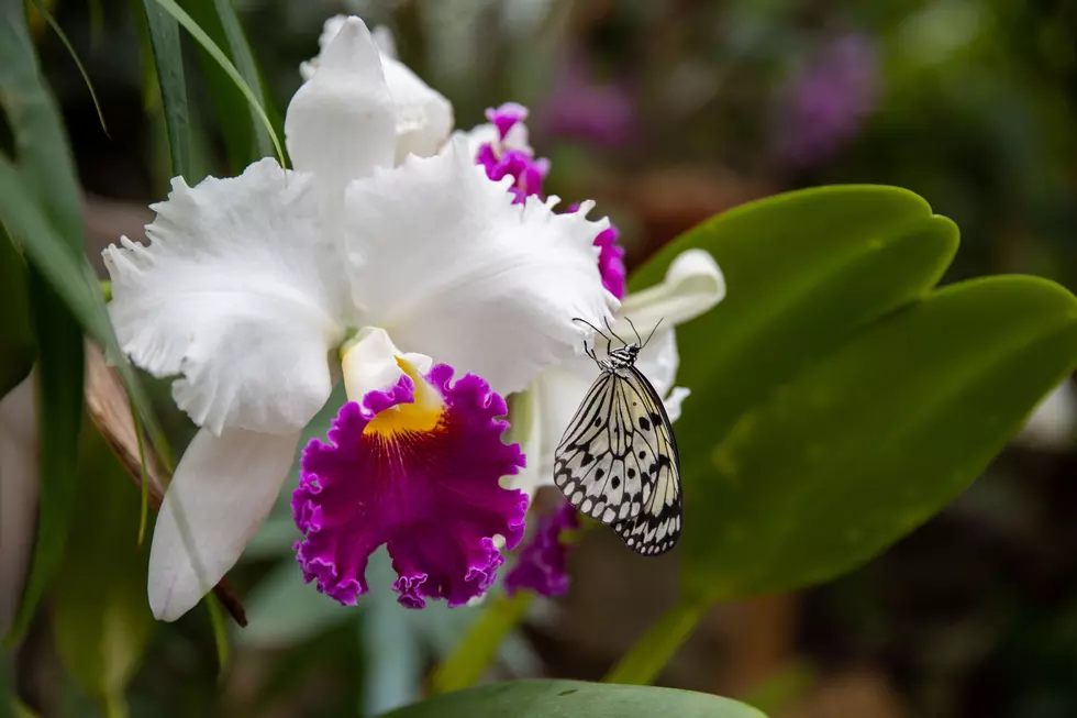 Credit: Frederik Meijer Gardens & Sculpture Park