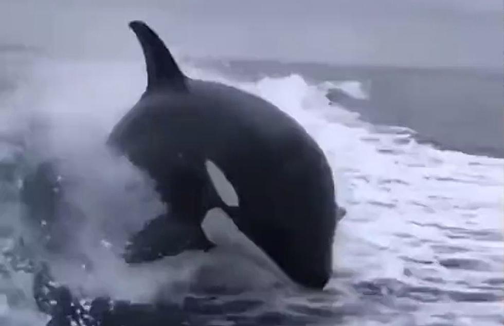Viral Video: Are Orcas Really Swimming Around In Lake Michigan?