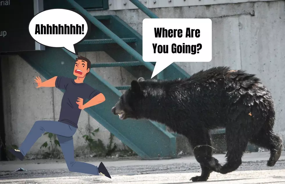 Is A Black Bear Running Wild In West Michigan?