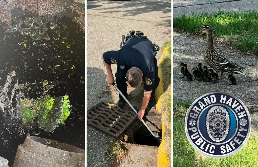 What The Duck? Grand Haven Police Rescue Stranded Ducklings In Drain