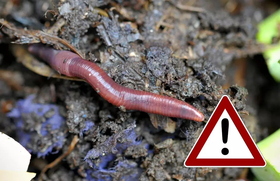 Jumping Worms Are In Michigan: What Kind Of Damage Can They Do?