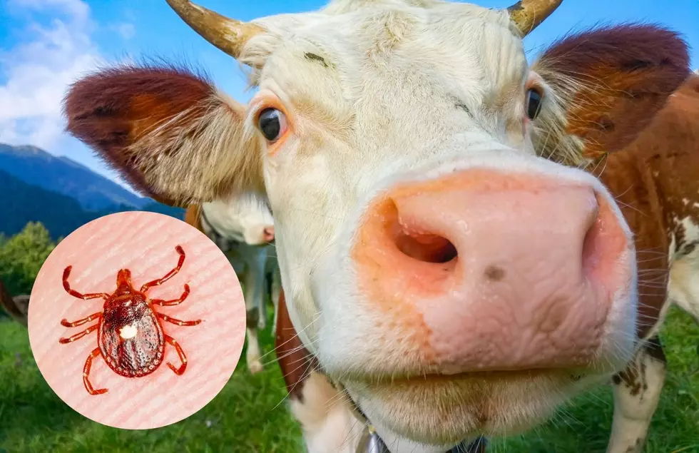 A New Tick Found In Michigan Can Cause An Allergic Reaction To Red Meat