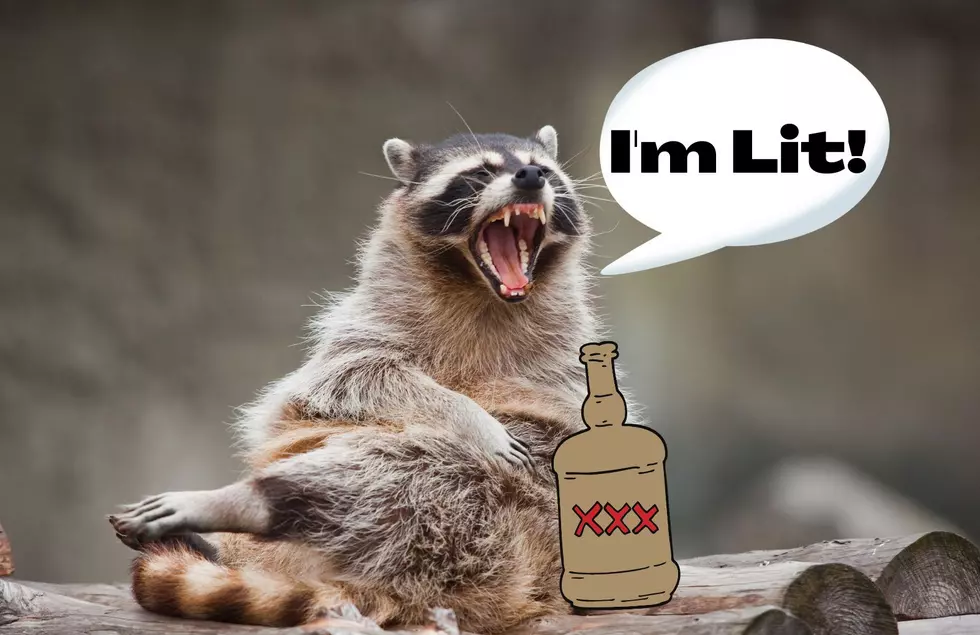 Viral Video: This Racoon In Ohio Couldn&#8217;t Handle His Moonshine
