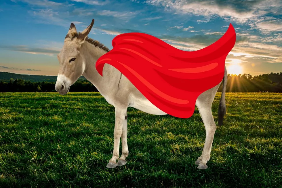 Donkeys are the New Superheroes Fighting Against Wolves for Michigan Farmers