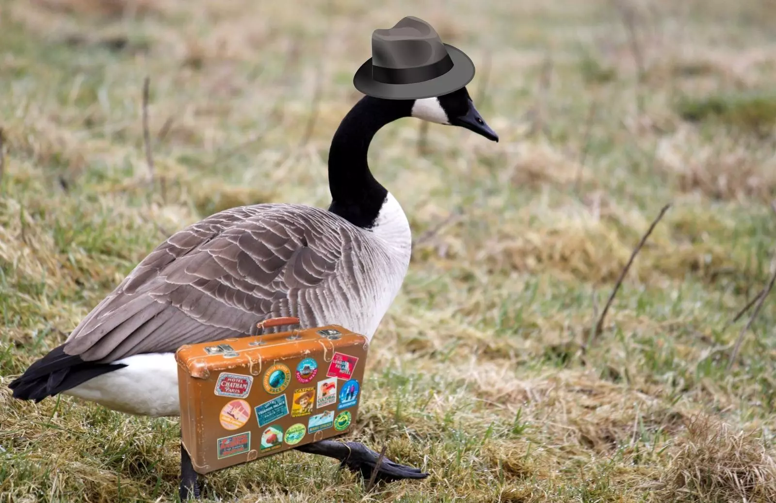 What Are Your Options When It Comes To Dealing With Canada Geese