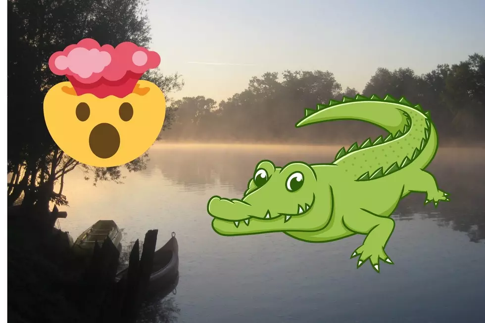 Did you see the alligator in the Kalamazoo River?