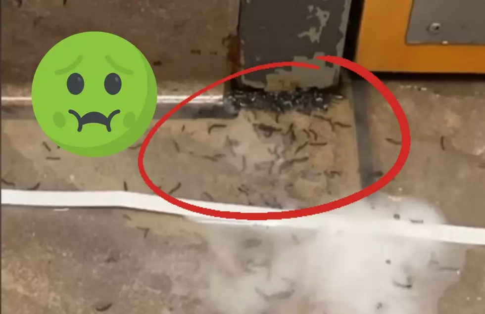 Viral Video Claims Something Gross Is Happening At This Grand Rapids Restaurant