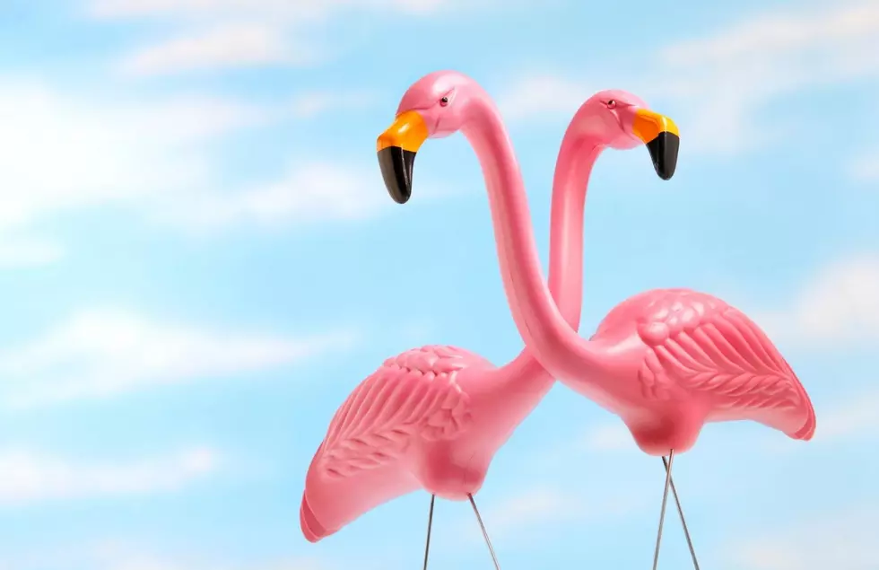 Why Are Pink Flamingos Popping Up In Yards Across Michigan?