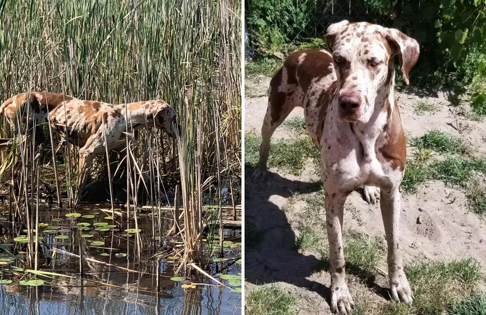 Rescue Efforts Underway For Michigan Dog Found Stranded On A Small Island